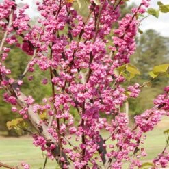 'Pink Pom Poms' Redbud Tree -Green Yard Plant Store Pink Pom Pom Redbud 2