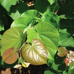 'Pink Pom Poms' Redbud Tree -Green Yard Plant Store Pink Pom Pom Redbud 4