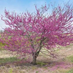 'Pink Pom Poms' Redbud Tree -Green Yard Plant Store Pink Pom Pom Redbud 5