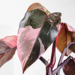 Pink Princess Philodendron -Green Yard Plant Store Pink Princess 2