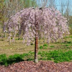 Pink Snow Showers™ Weeping Cherry Tree -Green Yard Plant Store Pink Snow Showers Flowering Chery 1