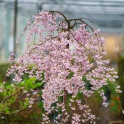 Pink Snow Showers™ Weeping Cherry Tree -Green Yard Plant Store Pink Snow Showers Flowering Chery 2
