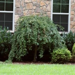 Pink Snow Showers™ Weeping Cherry Tree -Green Yard Plant Store Pink Snow Showers Flowering Chery 4