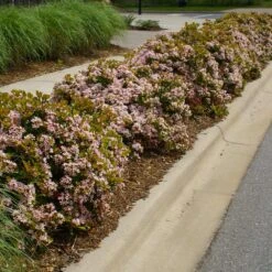 Pinkie Indian Hawthorn Shrub 7 Pinkie Indian Hawthorn Shrub -Green Yard Plant Store Pink indian Hawthorn 5