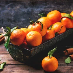 Pixie Mandarin Tree 7 Pixie Mandarin Tree -Green Yard Plant Store Pixie Mandarin Tree 3