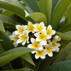 Plumeria -Green Yard Plant Store Plumeria white