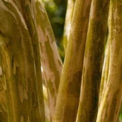 Pink Velour Crape Myrtle 13 Pink Velour Crape Myrtle -Green Yard Plant Store Pnk Velour Crape Myrtle