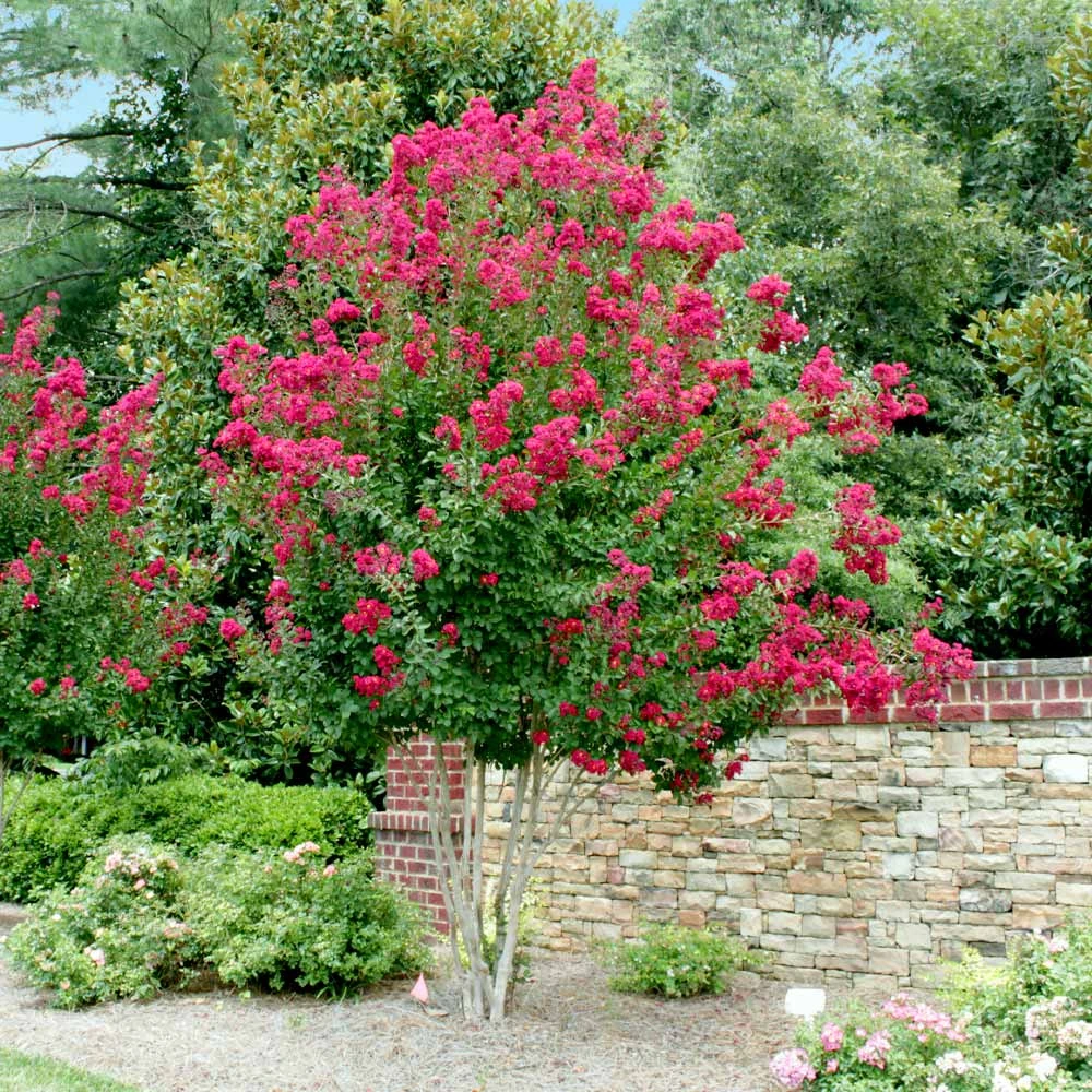Pink Velour Crape Myrtle 5 Pink Velour Crape Myrtle - Image 5