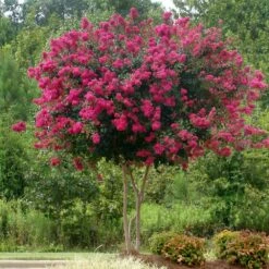 Pink Velour Crape Myrtle 9 Pink Velour Crape Myrtle -Green Yard Plant Store Pnk Velour Crape Myrtle 5 FGT