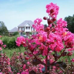 Pink Velour Crape Myrtle 10 Pink Velour Crape Myrtle -Green Yard Plant Store Pnk Velour Crape Myrtle 6 FGT