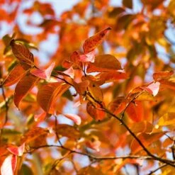 Pink Velour Crape Myrtle 12 Pink Velour Crape Myrtle -Green Yard Plant Store Pnk Velour Crape Myrtle 8