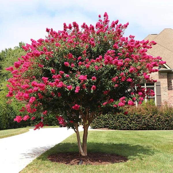 Pink Velour Crape Myrtle 1 Pink Velour Crape Myrtle