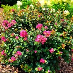 Pocomoke Crape Myrtle 8 Pocomoke Crape Myrtle -Green Yard Plant Store Pocomoke Crape myrtle 2