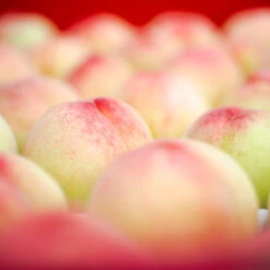 Polly Peach Tree -Green Yard Plant Store Polly Peach 2