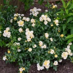 Popcorn Drift® Rose -Green Yard Plant Store Popcorn Drift Rose 3