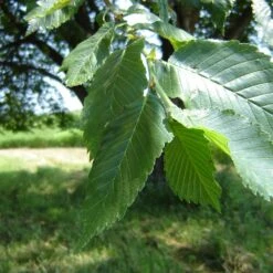 Prairie Expedition® Elm Tree -Green Yard Plant Store Prairie Expedition Elm 2