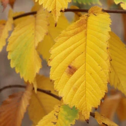 Prairie Expedition® Elm Tree -Green Yard Plant Store Prairie Expedition Elm 3