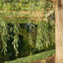 Prairie Cascade Weeping Willow -Green Yard Plant Store Prarie Cascade Willow 2