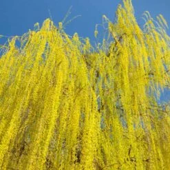 Prairie Cascade Weeping Willow -Green Yard Plant Store Prarie Cascade Willow 3 FGT