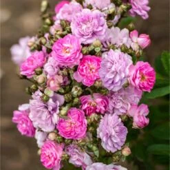 Pretty Polly® Lavender Rose 5 Pretty Polly® Lavender Rose -Green Yard Plant Store Pretty Polly Lavender 1 FGT