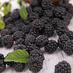 Prime Ark Freedom Blackberry - USDA Organic 7 Prime Ark Freedom Blackberry - USDA Organic -Green Yard Plant Store Prime Ark Freedom Blackberries 2 450w 6eb9fce9 bbe8 4d18 aff3 ccaf8f5427c6