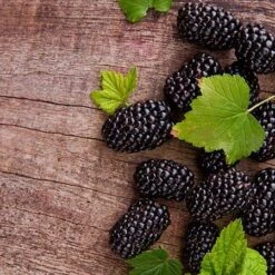 Prime Ark Freedom Blackberry - USDA Organic 6 Prime Ark Freedom Blackberry - USDA Organic -Green Yard Plant Store Prime Ark Freedom Blackberries 450w d5286eb3 bcc5 4d9f baed f30b1d6d3dee
