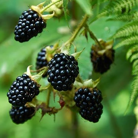 Prime Ark Freedom Blackberry - USDA Organic 2 Prime Ark Freedom Blackberry - USDA Organic - Image 2