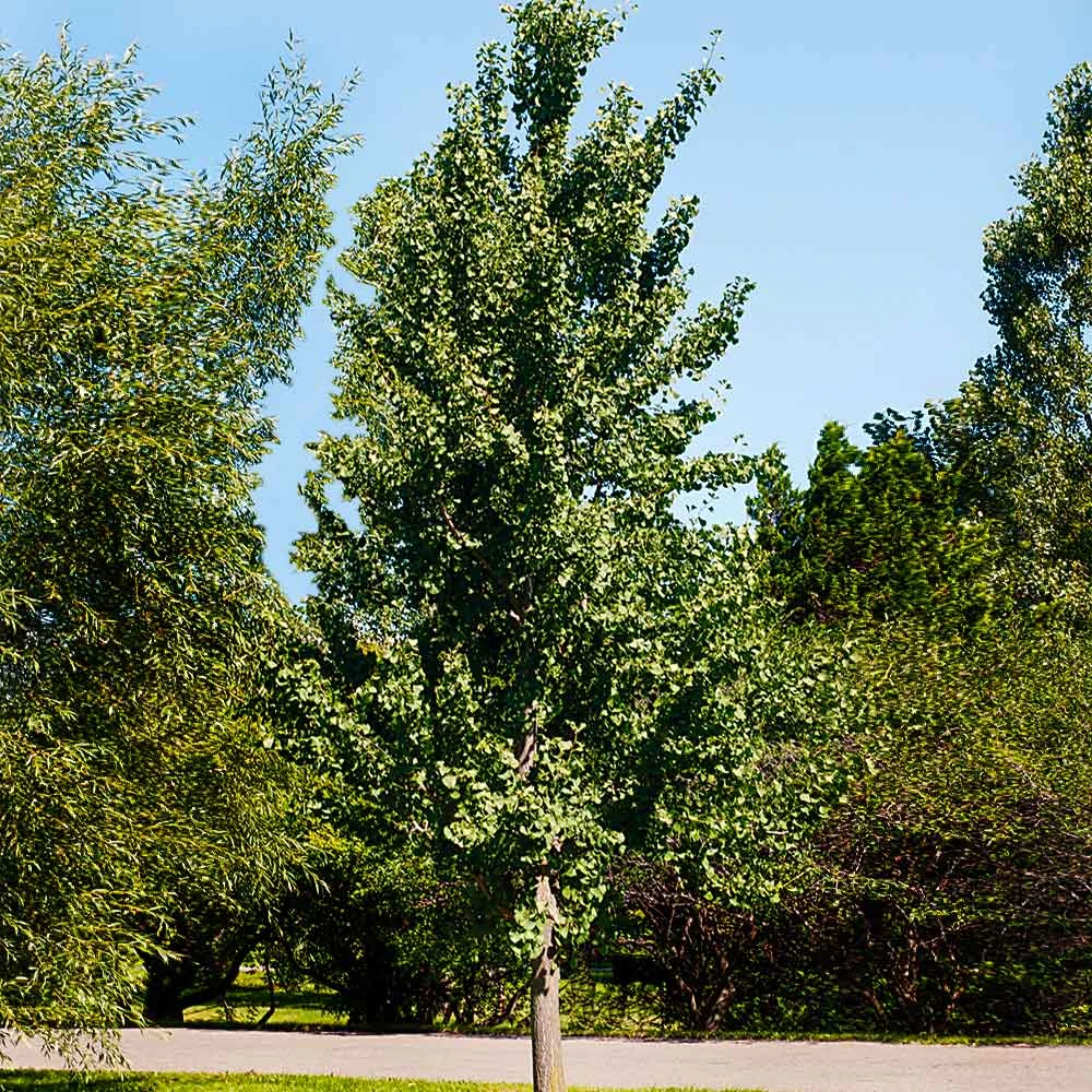 Princeton Sentry™ Columnar Ginkgo Tree 3 Princeton Sentry™ Columnar Ginkgo Tree - Image 3