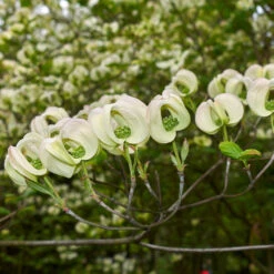 Mexican Flowering Dogwood Tree -Green Yard Plant Store Pringle Mexican Dogwood 2