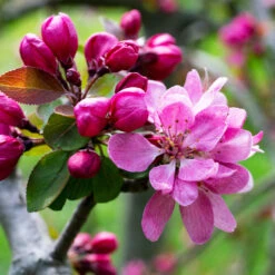 Profusion Crabapple Tree -Green Yard Plant Store Profussion Crabapple 3 FGT