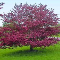Profusion Crabapple Tree -Green Yard Plant Store Profussion Crabapple 5