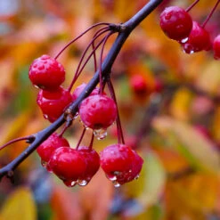 Profusion Crabapple Tree -Green Yard Plant Store Profussion Crabapple 6