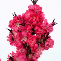 Ruby Ruffle™ Patio Peach Tree -Green Yard Plant Store Prunus RubyRuffles 2