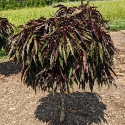 Ruby Ruffle™ Patio Peach Tree -Green Yard Plant Store Prunus RubyRuffles 3