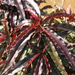 Ruby Ruffle™ Patio Peach Tree -Green Yard Plant Store Prunus RubyRuffles 6