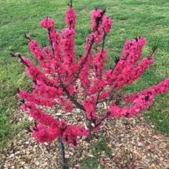 Ruby Ruffle™ Patio Peach Tree -Green Yard Plant Store Prunus RubyRuffles 7