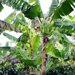 Puerto Rican Plantain Banana Tree -Green Yard Plant Store Puerto Rican Plantain Banana Tree 10