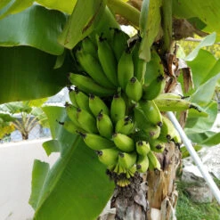 Green Yard Plant Store -Green Yard Plant Store Puerto Rican Plantain Banana Tree 4