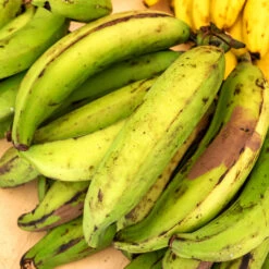 Puerto Rican Plantain Banana Tree -Green Yard Plant Store Puerto Rican Plantain Banana Tree 7