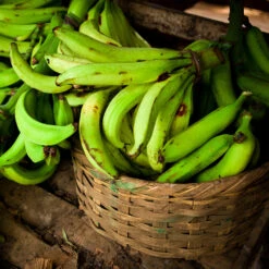 Puerto Rican Plantain Banana Tree -Green Yard Plant Store Puerto Rican Plantain Banana Tree 9