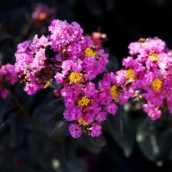 Black Diamond® Crape Myrtle - Purely Purple™ -Green Yard Plant Store Purely Purple 1