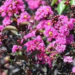 Black Diamond® Crape Myrtle - Purely Purple™ -Green Yard Plant Store Purely Purple 4