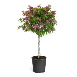 New River Purple Bougainvillea -Green Yard Plant Store Purple Bougainvillea Tree