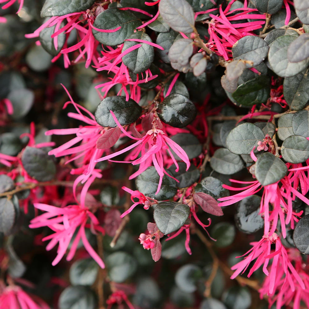Purple Daydream® Dwarf Loropetalum 3 Purple Daydream® Dwarf Loropetalum - Image 3