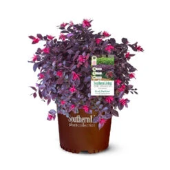 Purple Daydream® Dwarf Loropetalum 12 Purple Daydream® Dwarf Loropetalum -Green Yard Plant Store Purple Daydream Loropetalum 2