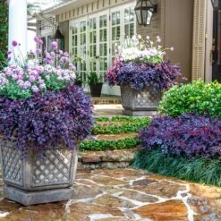 Green Yard Plant Store -Green Yard Plant Store Purple Daydream Loropetalum 3