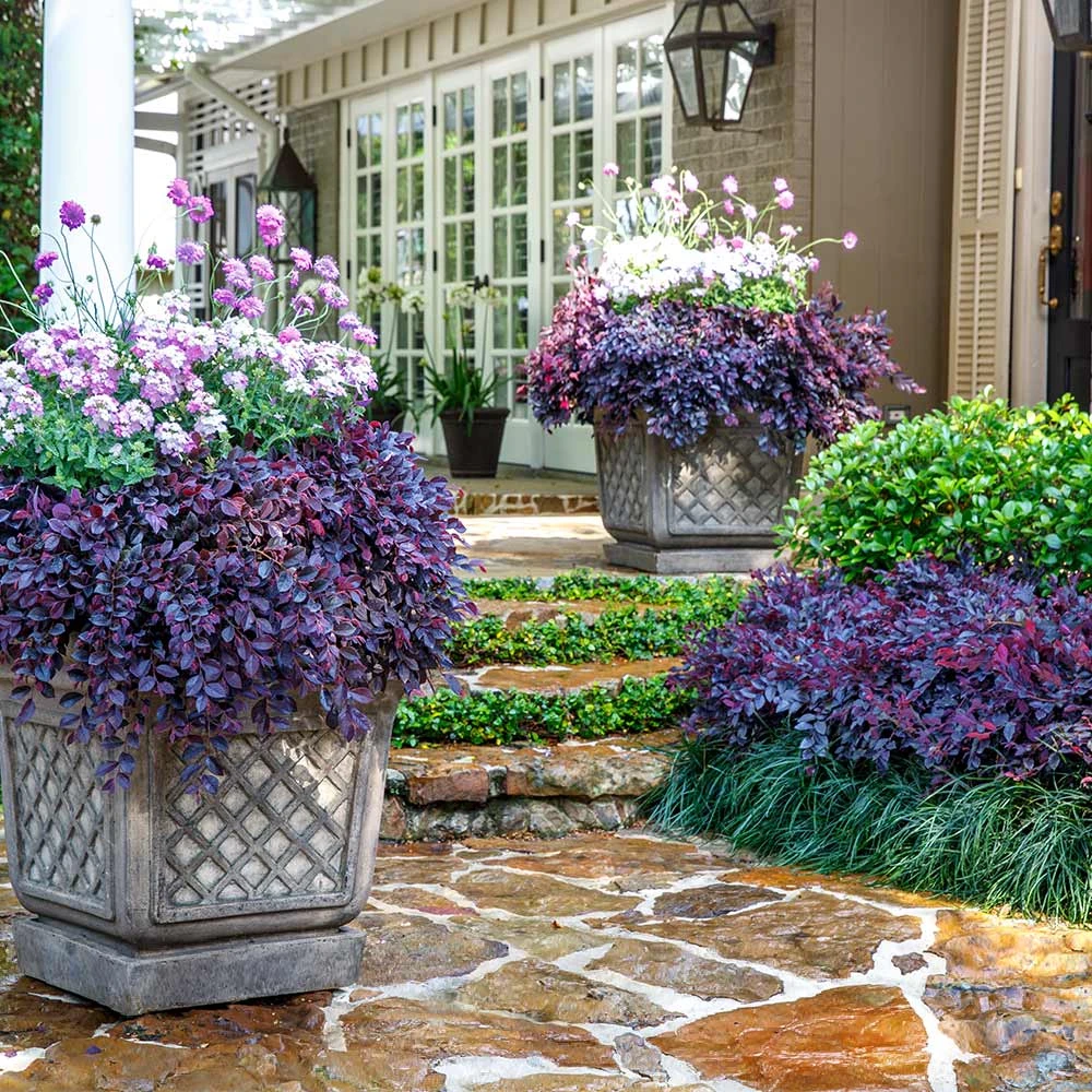 Purple Daydream® Dwarf Loropetalum 2 Purple Daydream® Dwarf Loropetalum - Image 2