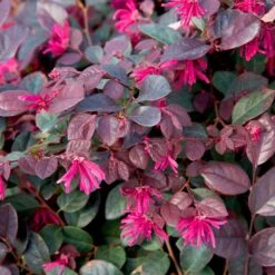 Purple Diamond® Semi-Dwarf Loropetalum -Green Yard Plant Store Purple Diamond loropetalum 1