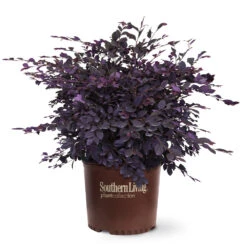 Purple Diamond® Semi-Dwarf Loropetalum -Green Yard Plant Store Purple Diamond loropetalum 6