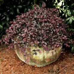 Purple Pixie® Dwarf Weeping Loropetalum -Green Yard Plant Store Purple Pixoe Loropetalum 2